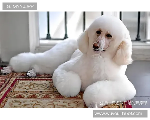 养狗生活带来的快乐与烦恼手机内存不足的真实写照